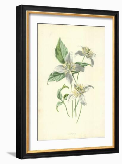 Clematis-Frederick Edward Hulme-Framed Giclee Print