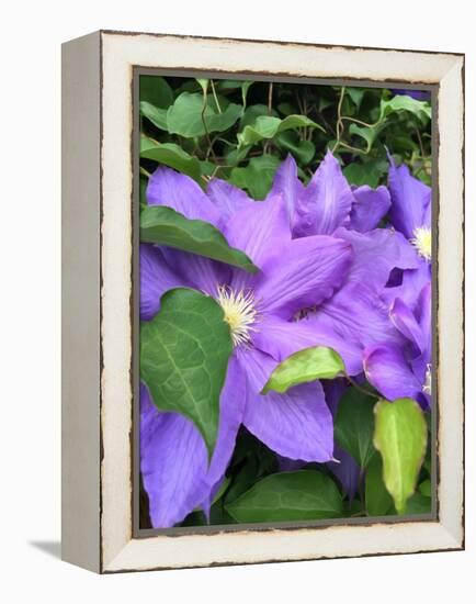 Clematis-Heidi Bannon-Framed Stretched Canvas