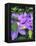 Clematis-Heidi Bannon-Framed Stretched Canvas