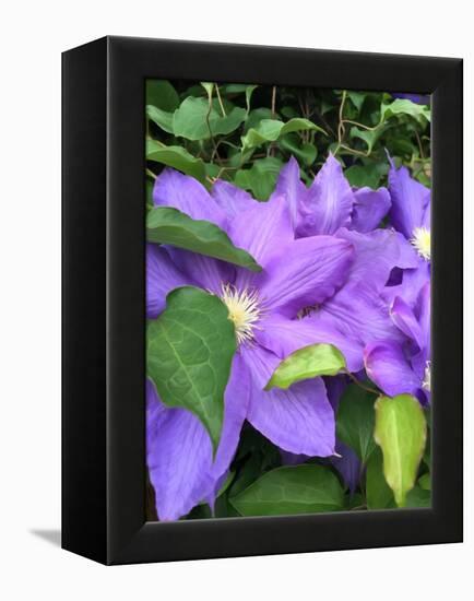 Clematis-Heidi Bannon-Framed Stretched Canvas