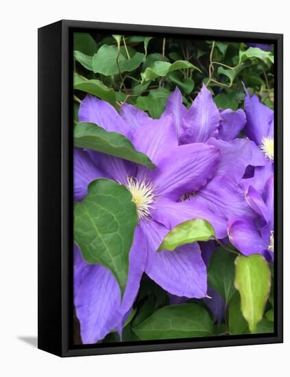 Clematis-Heidi Bannon-Framed Stretched Canvas