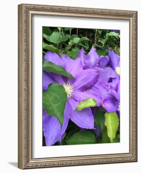 Clematis-Heidi Bannon-Framed Photo