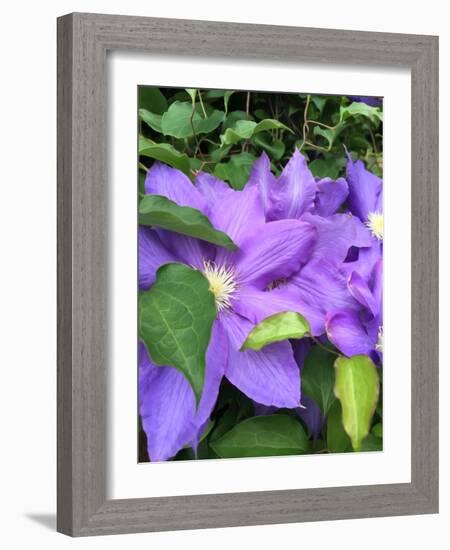 Clematis-Heidi Bannon-Framed Photo