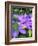 Clematis-Heidi Bannon-Framed Photo