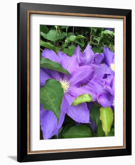 Clematis-Heidi Bannon-Framed Photo