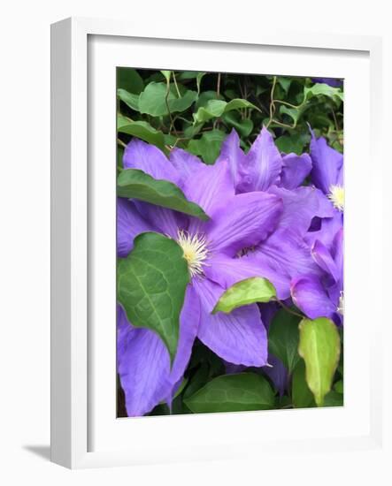 Clematis-Heidi Bannon-Framed Photo