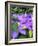 Clematis-Heidi Bannon-Framed Photo