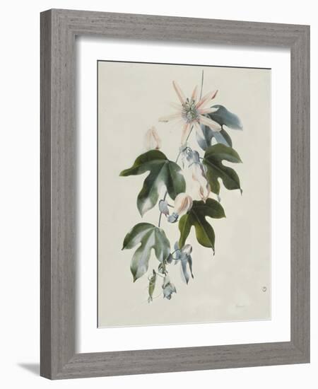 Clematis-Marie-Anne-Framed Giclee Print