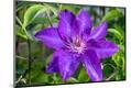 Premium Photographic Print