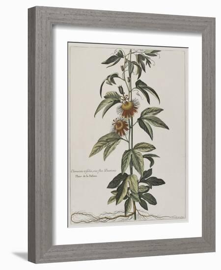 Clématite ou fleur de la Passion-Nicolas Robert-Framed Giclee Print