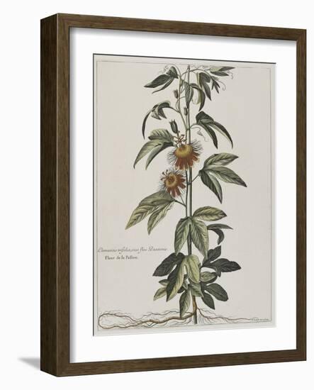 Clématite ou fleur de la Passion-Nicolas Robert-Framed Giclee Print