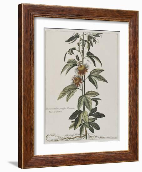 Clématite ou fleur de la Passion-Nicolas Robert-Framed Giclee Print