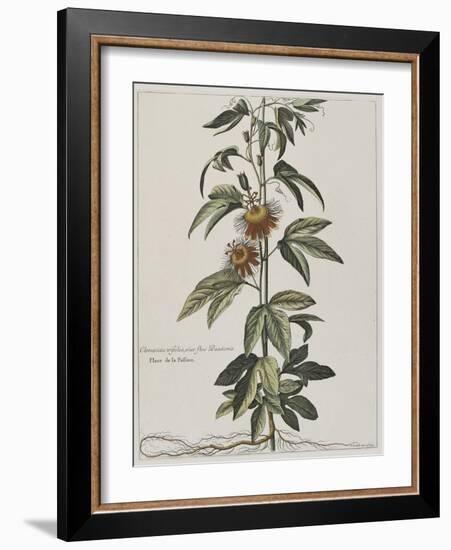 Clématite ou fleur de la Passion-Nicolas Robert-Framed Giclee Print