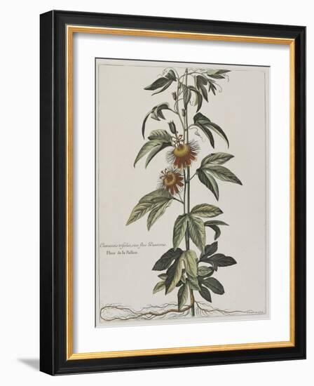 Clématite ou fleur de la Passion-Nicolas Robert-Framed Giclee Print