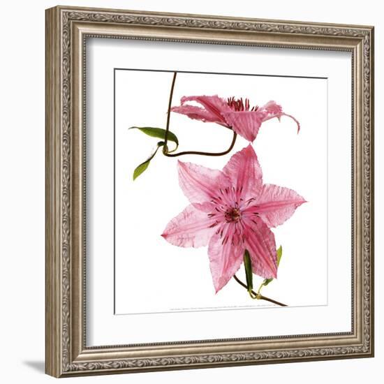 Clematites-Cédric Porchez-Framed Art Print