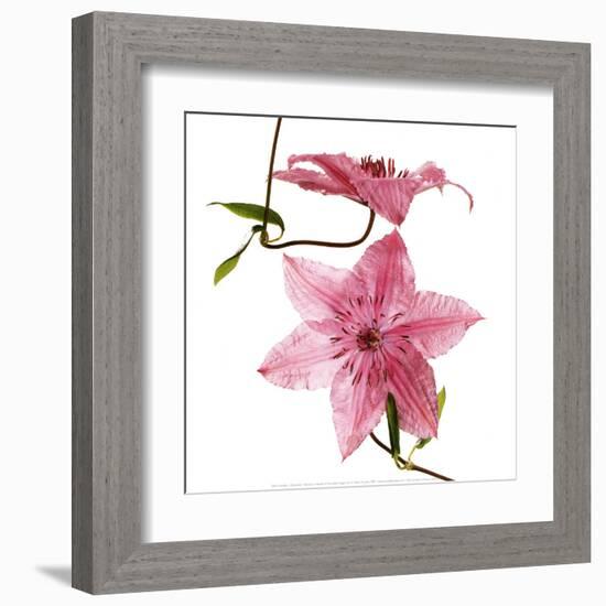 Clematites-Cédric Porchez-Framed Art Print