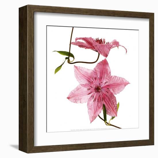 Clematites-Cédric Porchez-Framed Art Print