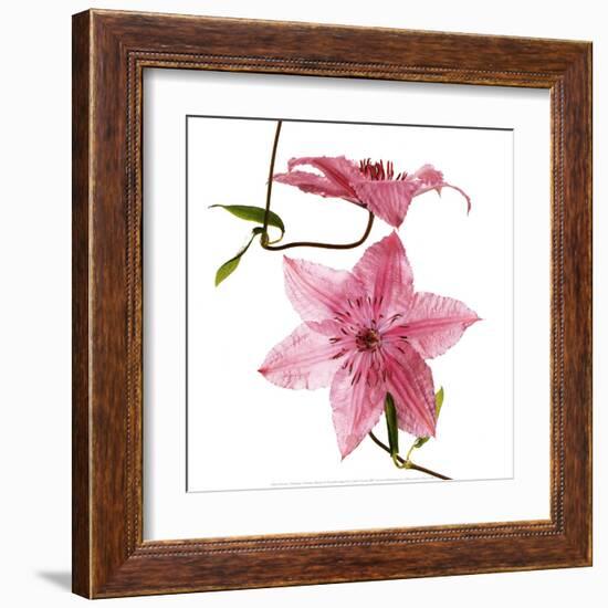 Clematites-Cédric Porchez-Framed Art Print