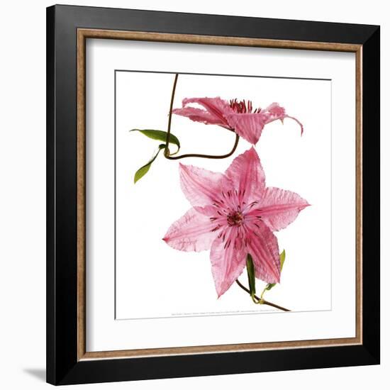 Clematites-Cédric Porchez-Framed Art Print