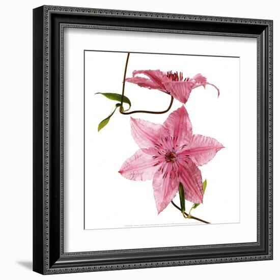 Clematites-Cédric Porchez-Framed Art Print