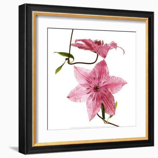 Clematites-Cédric Porchez-Framed Art Print