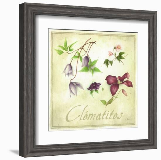 Clématites-Vincent Perriol-Framed Art Print