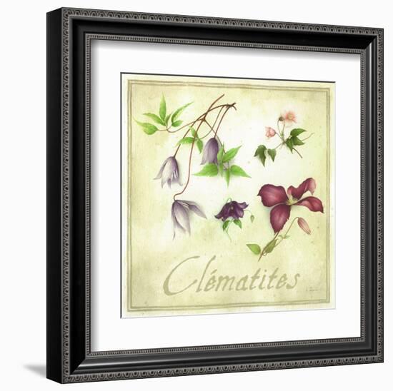 Clématites-Vincent Perriol-Framed Art Print