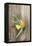 Clementine with Leaves on Wood-Nikky-Framed Premier Image Canvas