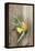 Clementine with Leaves on Wood-Nikky-Framed Premier Image Canvas