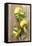 Clementinen, Leaves-Nikky-Framed Premier Image Canvas
