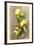 Clementinen, Leaves-Nikky-Framed Photographic Print