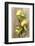 Clementinen, Leaves-Nikky-Framed Photographic Print