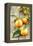 Clementines with Leaves on Wood-Nikky-Framed Premier Image Canvas