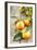 Clementines with Leaves on Wood-Nikky-Framed Photographic Print