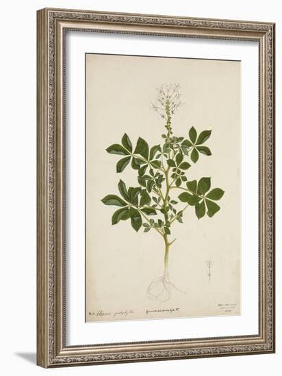 Cleome Pontaphylla, 1800-10--Framed Giclee Print