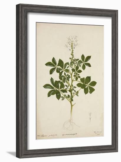 Cleome Pontaphylla, 1800-10-null-Framed Giclee Print