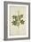 Cleome Pontaphylla, 1800-10-null-Framed Giclee Print