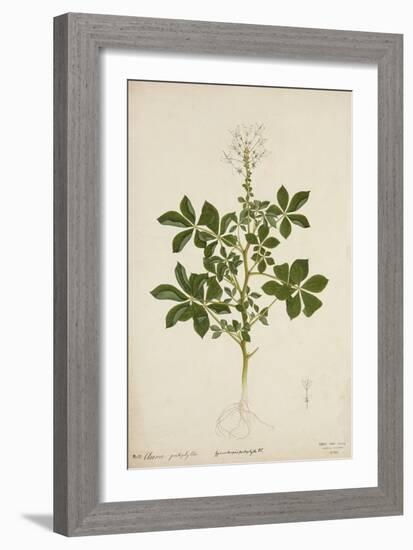 Cleome Pontaphylla, 1800-10-null-Framed Giclee Print