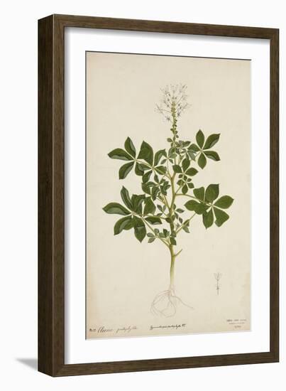 Cleome Pontaphylla, 1800-10-null-Framed Giclee Print