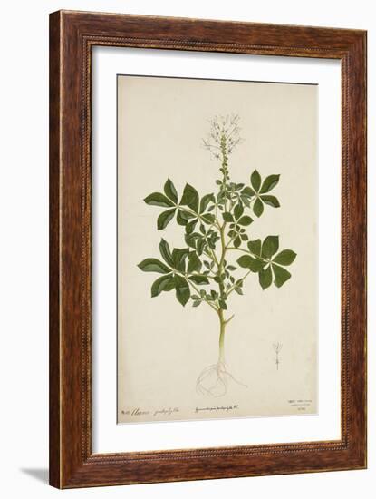 Cleome Pontaphylla, 1800-10-null-Framed Giclee Print