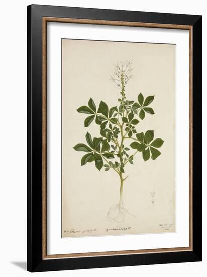 Cleome Pontaphylla, 1800-10-null-Framed Giclee Print