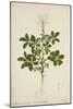 Cleome Pontaphylla, 1800-10-null-Mounted Giclee Print
