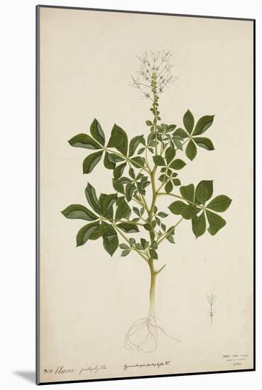 Cleome Pontaphylla, 1800-10-null-Mounted Giclee Print