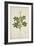 Cleome Pontaphylla, 1800-10-null-Framed Giclee Print