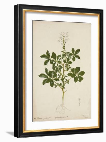 Cleome Pontaphylla, 1800-10-null-Framed Giclee Print
