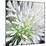 Cleome Splash II Black-Julia Purinton-Mounted Art Print