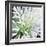 Cleome Splash II Black-Julia Purinton-Framed Art Print