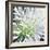 Cleome Splash II Black-Julia Purinton-Framed Art Print