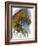 Cleveland Bay-Barbara Keith-Framed Giclee Print