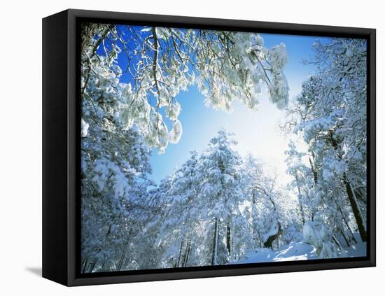 Cleveland National Forest CA USA-null-Framed Premier Image Canvas